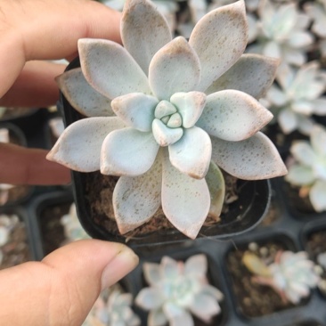 淡雪多肉植物好养活多肉基地批发直销