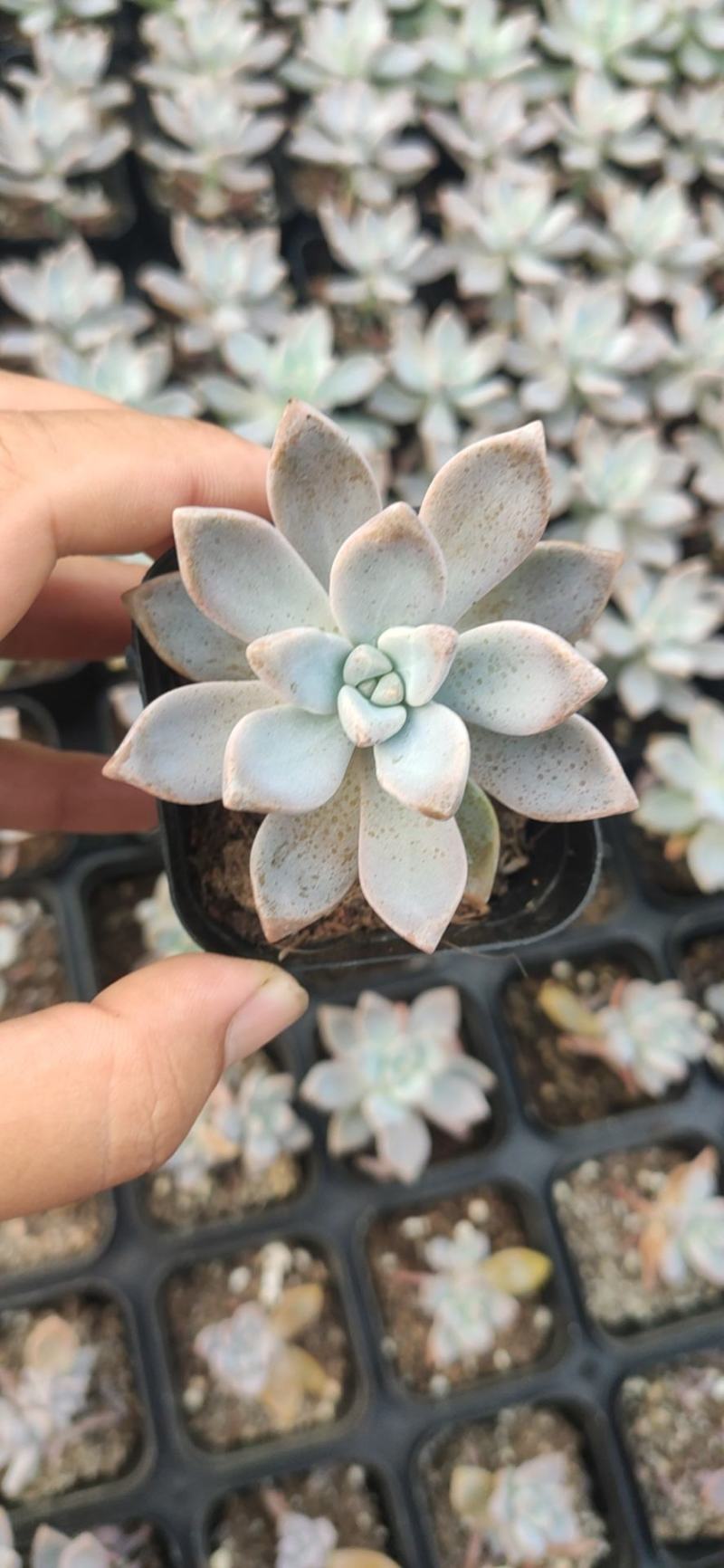 淡雪多肉植物好养活多肉基地批发直销
