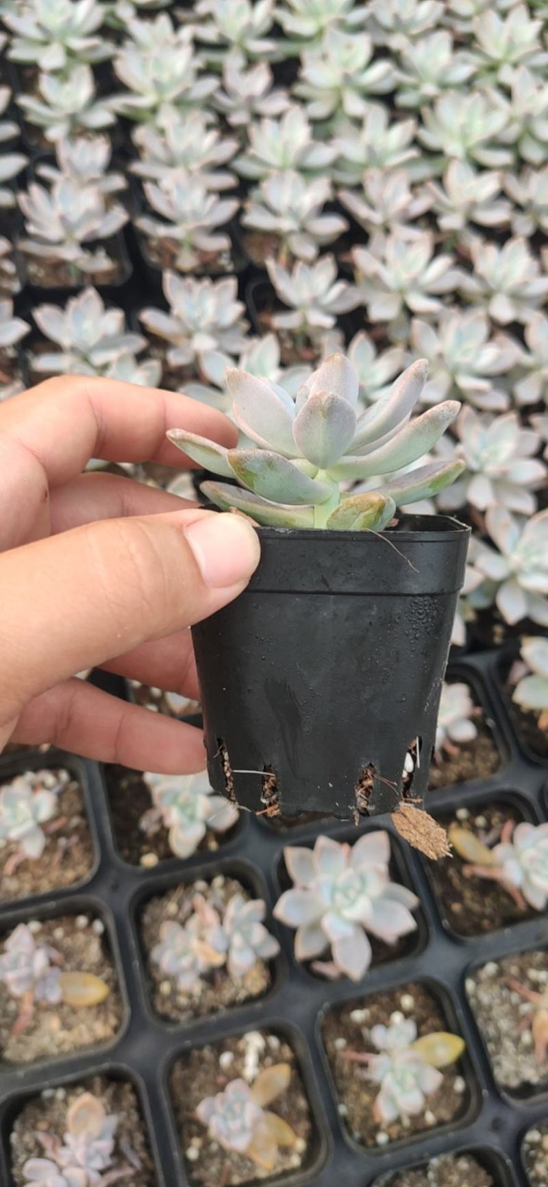 淡雪多肉植物好养活多肉基地批发直销