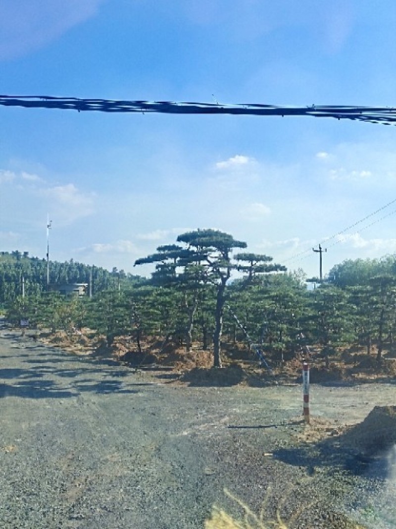 造型松基地各种规格，价格优惠。借助恁的慧眼点亮艺术的气息
