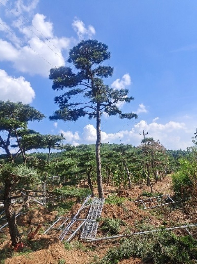 造型松基地各种规格，价格优惠。借助恁的慧眼点亮艺术的气息
