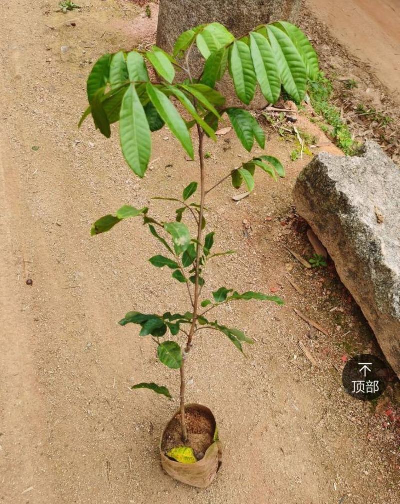 新品种，迟熟国庆龙眼，高产量地苗杯苗都有