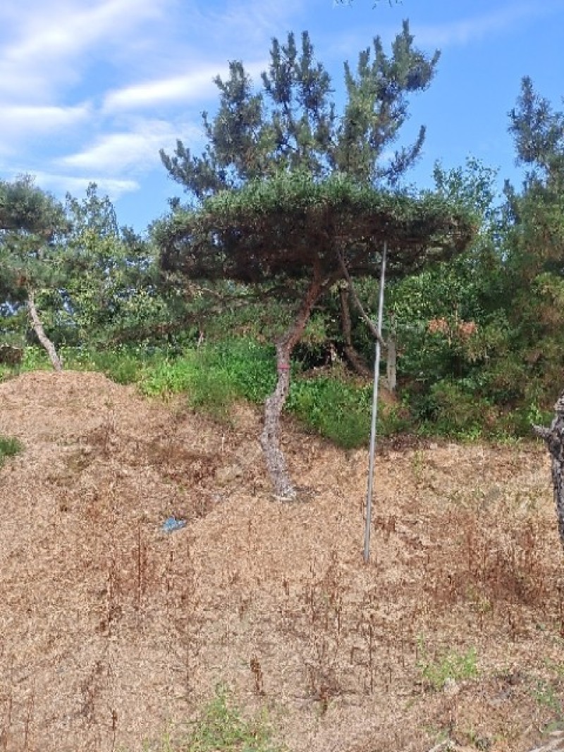 造型松基地各种规格，价格优惠。借助恁的慧眼点亮艺术的气息