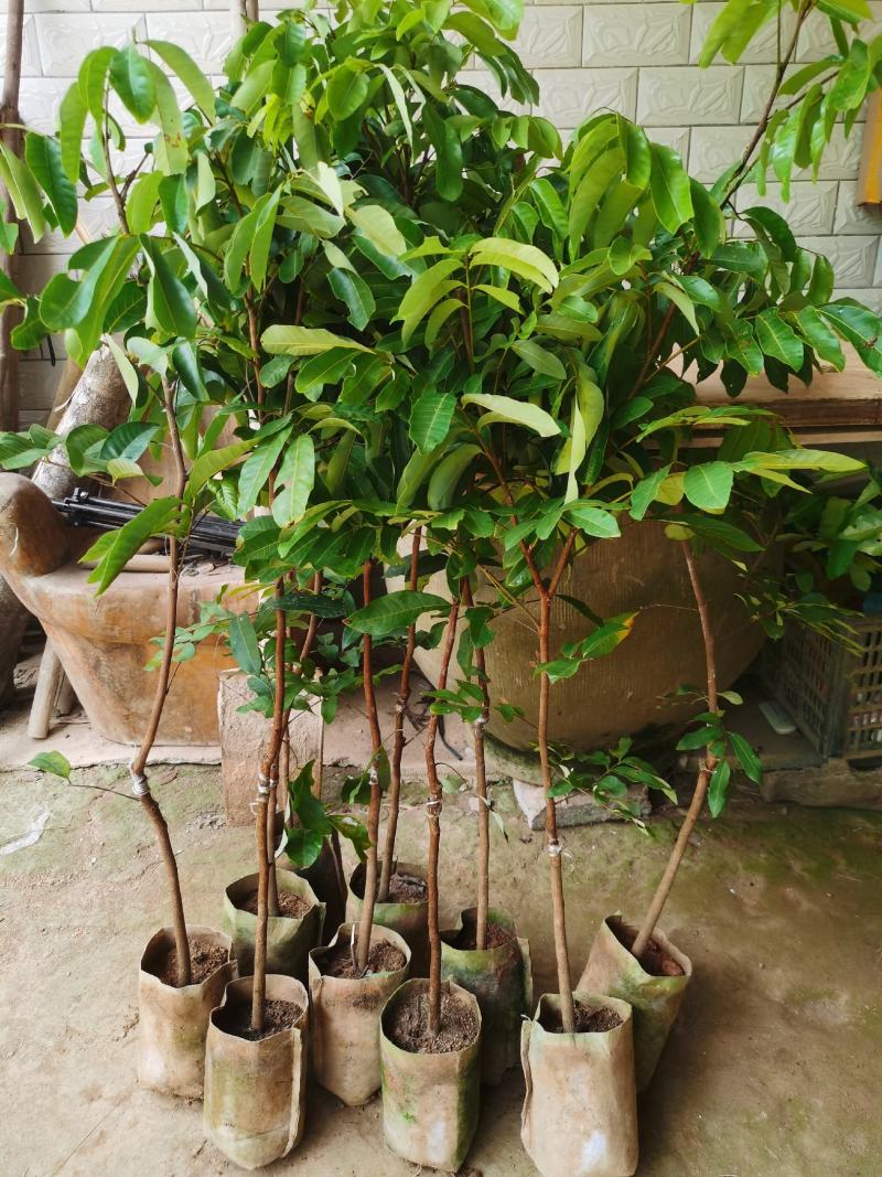 新品种，迟熟国庆龙眼，高产量地苗杯苗都有