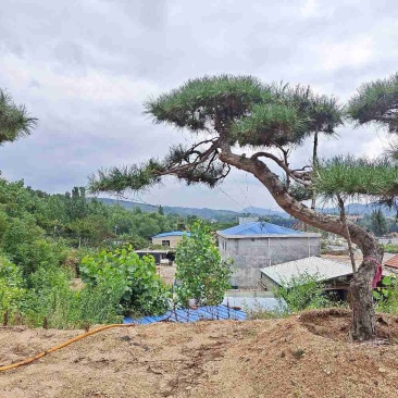 造型松基地各种规格，价格优惠。借助恁的慧眼点亮艺术的气息