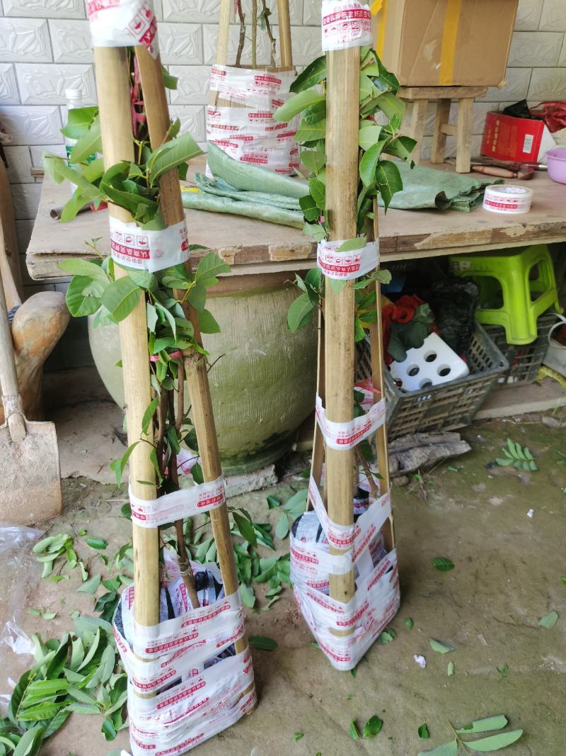 新品种，迟熟国庆龙眼，高产量地苗杯苗都有