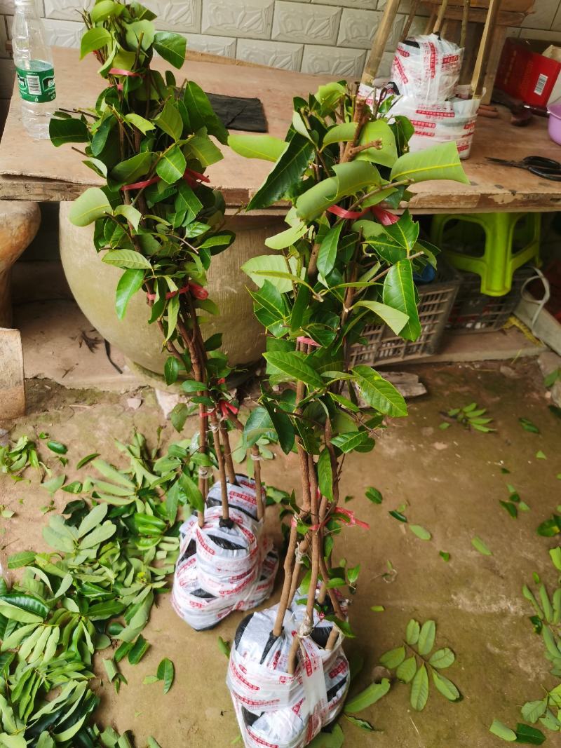 新品种，迟熟国庆龙眼，高产量地苗杯苗都有