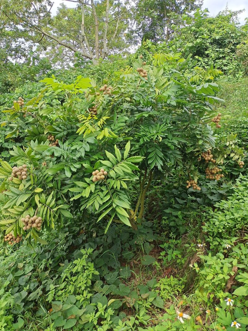 新品种，迟熟国庆龙眼，高产量地苗杯苗都有