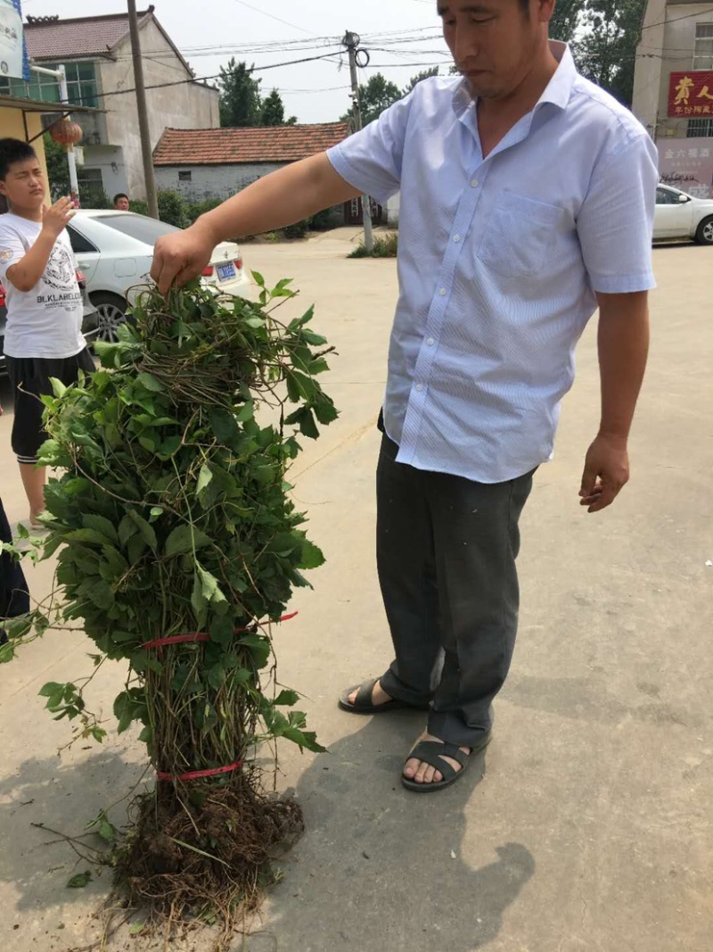 爬山虎苗五叶地锦自家苗百亩苗圃护坡固土山体绿化爬墙好成活