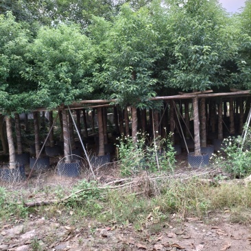 香樟