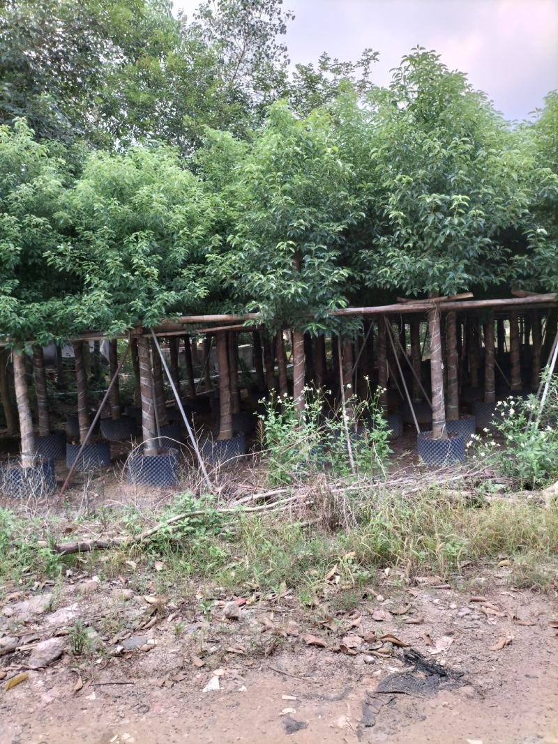香樟