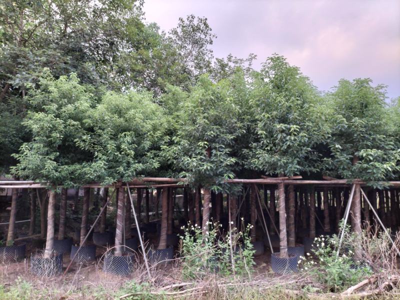 香樟