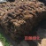 爬山虎苗五叶地锦自家苗百亩苗圃护坡固土山体绿化爬墙好成活
