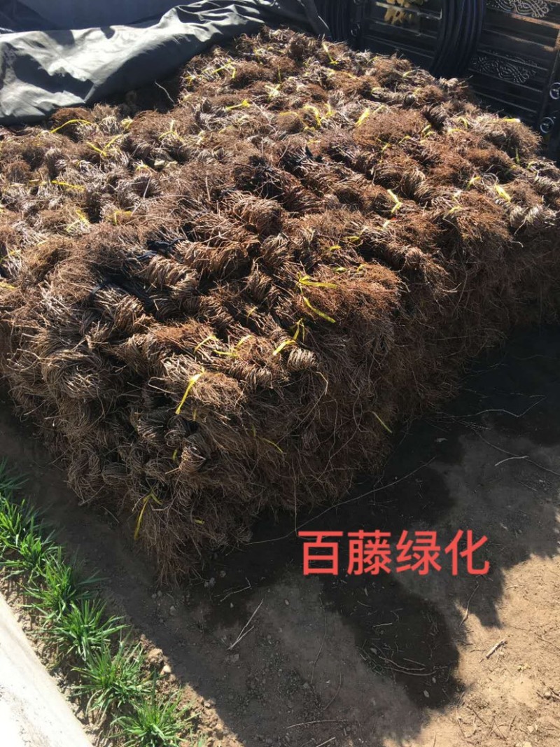 爬山虎苗五叶地锦自家苗百亩苗圃护坡固土山体绿化爬墙好成活
