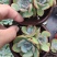 9厘米晨露多肉植物单头多头状态好好养活新品种价格实惠