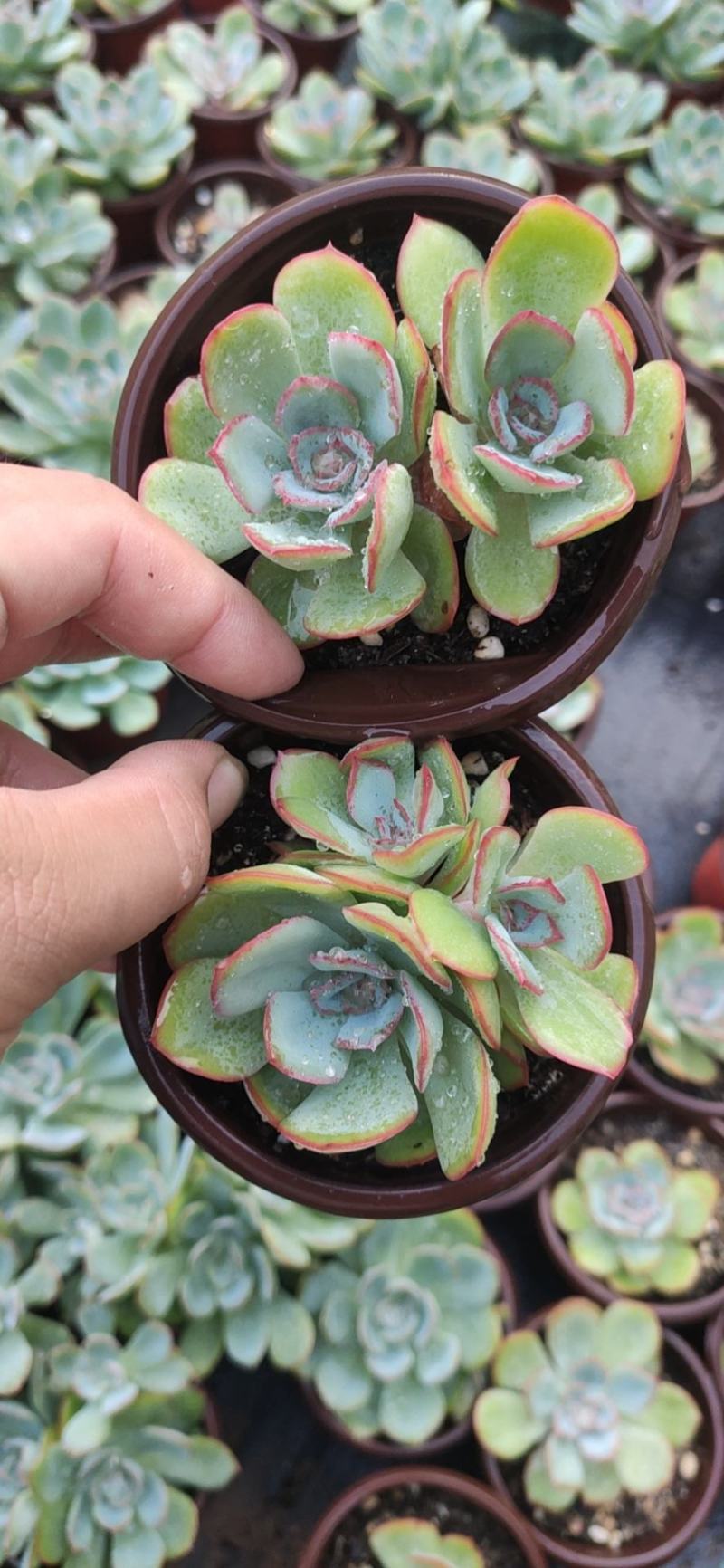 9厘米晨露多肉植物单头多头状态好好养活新品种价格实惠