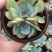 9厘米晨露多肉植物单头多头状态好好养活新品种价格实惠