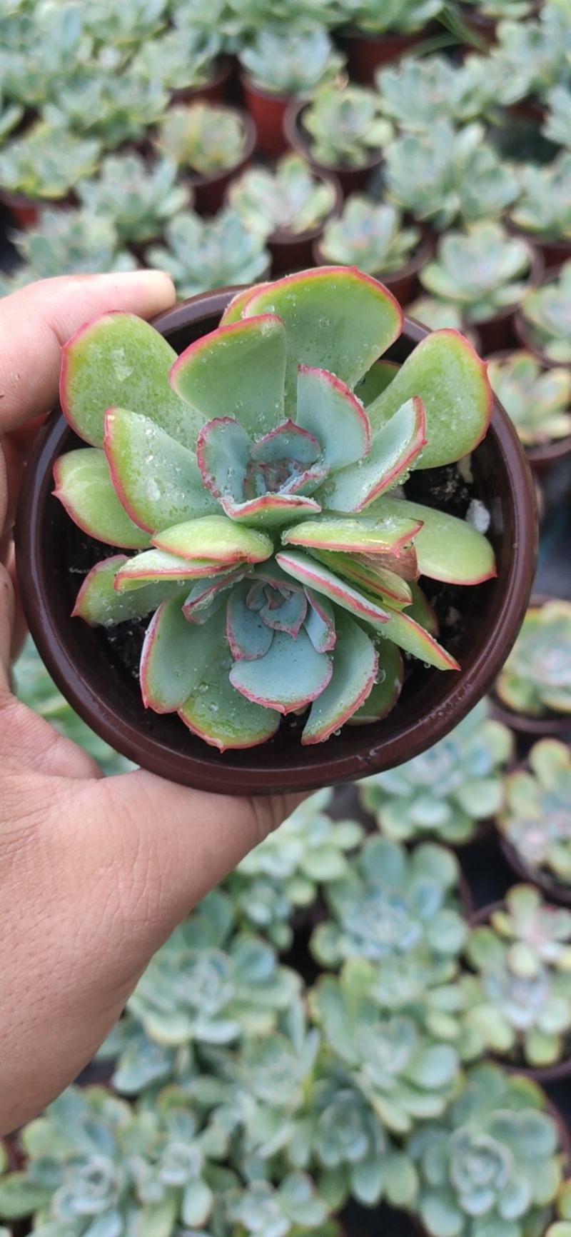 9厘米晨露多肉植物单头多头状态好好养活新品种价格实惠