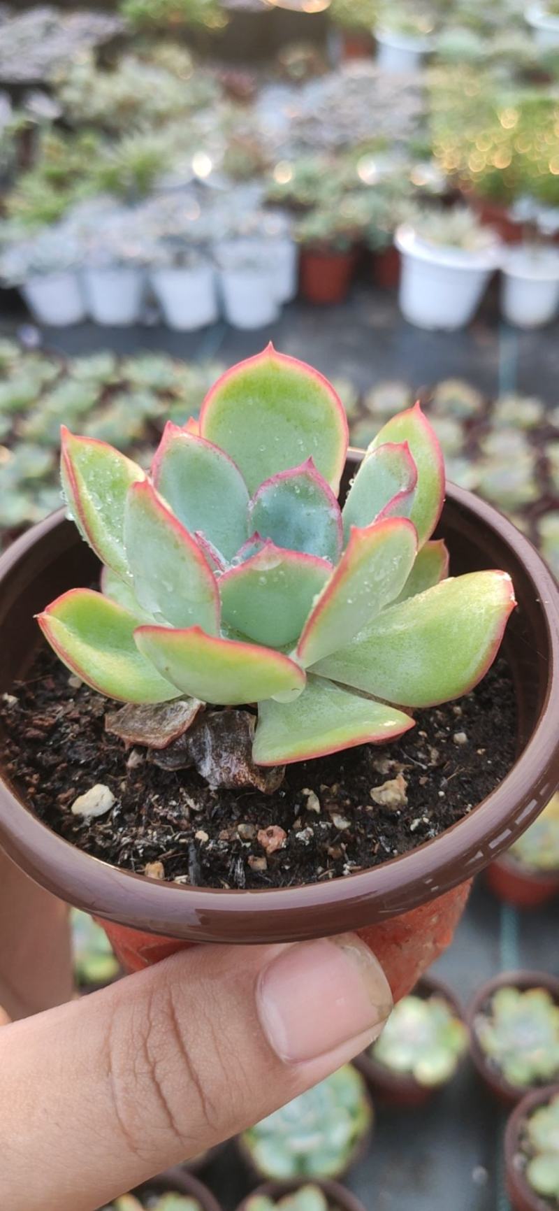 9厘米晨露多肉植物单头多头状态好好养活新品种价格实惠