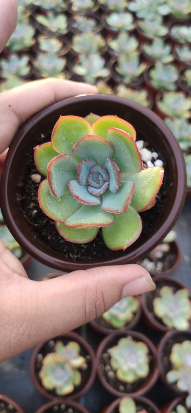 9厘米晨露多肉植物单头多头状态好好养活新品种价格实惠