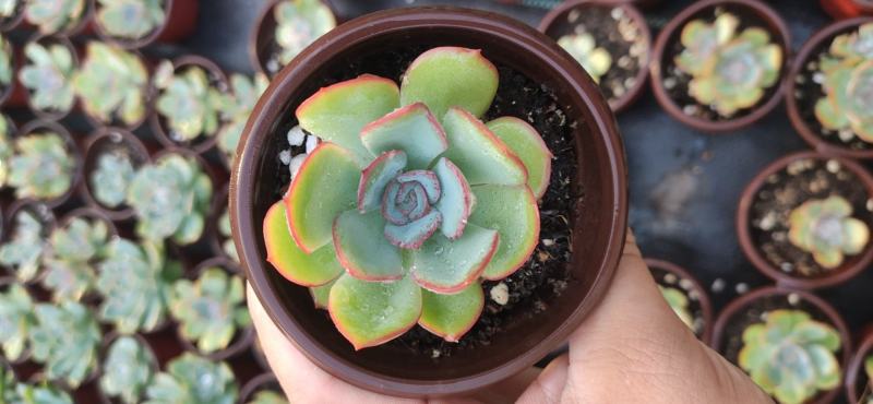 9厘米晨露多肉植物单头多头状态好好养活新品种价格实惠