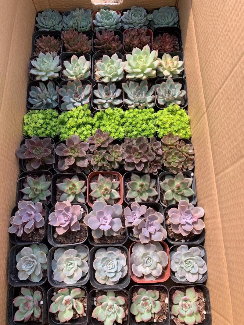 多肉植物拼箱一件50个