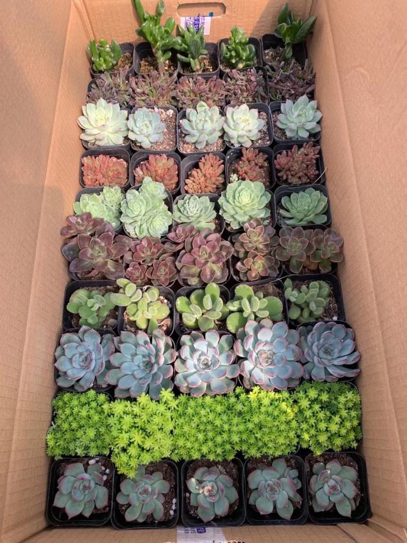 多肉植物拼箱一件50个