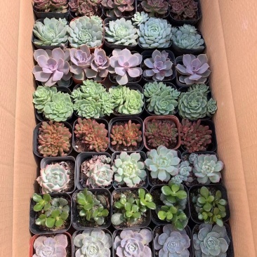 多肉植物拼箱一件50个
