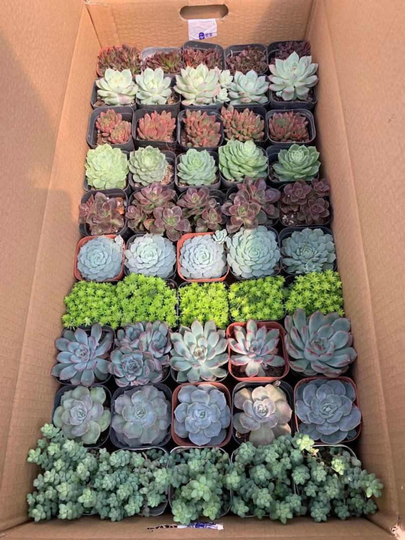 多肉植物拼箱一件50个