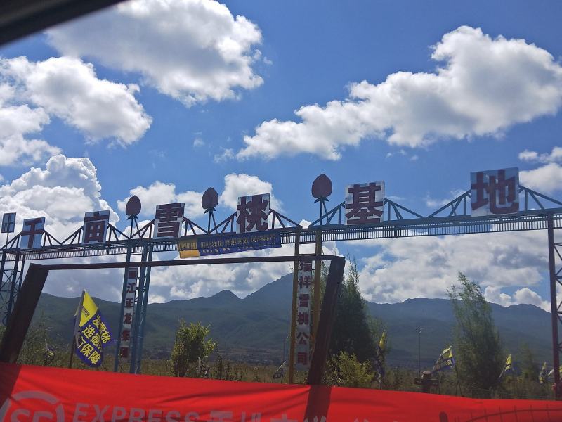 丽江拉市海精品雪桃。果大肉厚，清爽甘甜产地直发