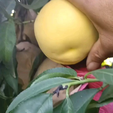 蒲城黄桃大量上市