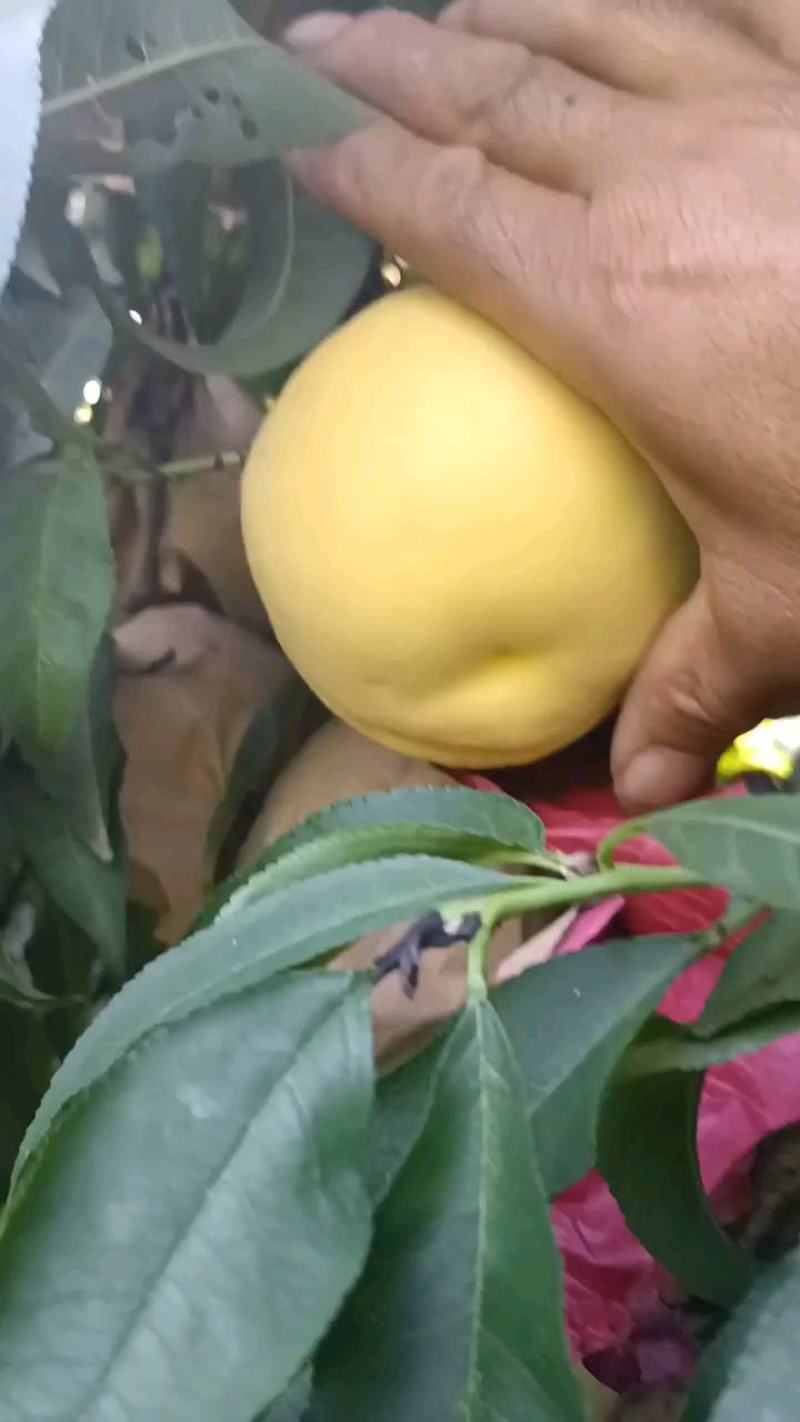 蒲城黄桃大量上市