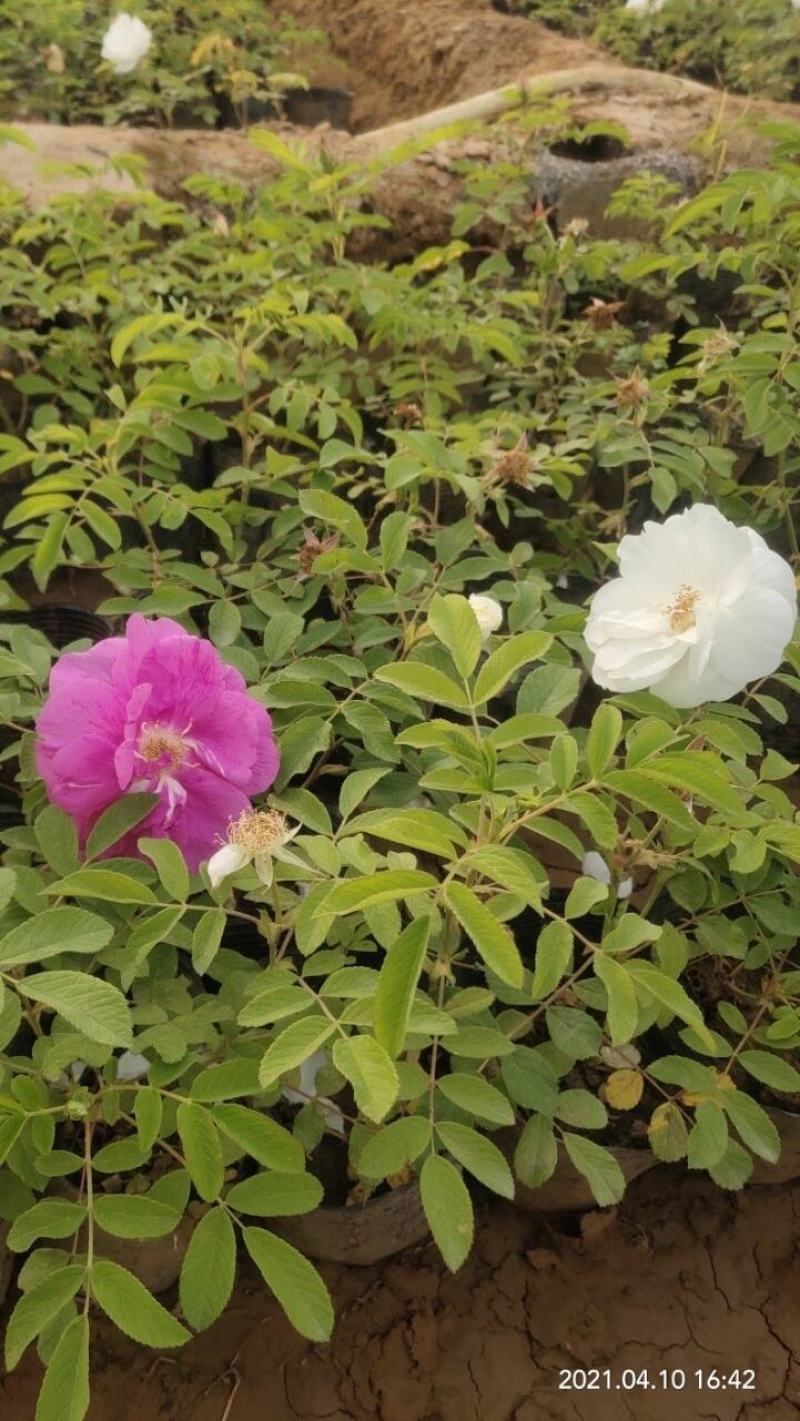 四季玫瑰营养杯苗大杯苗14×16的杯子还有货