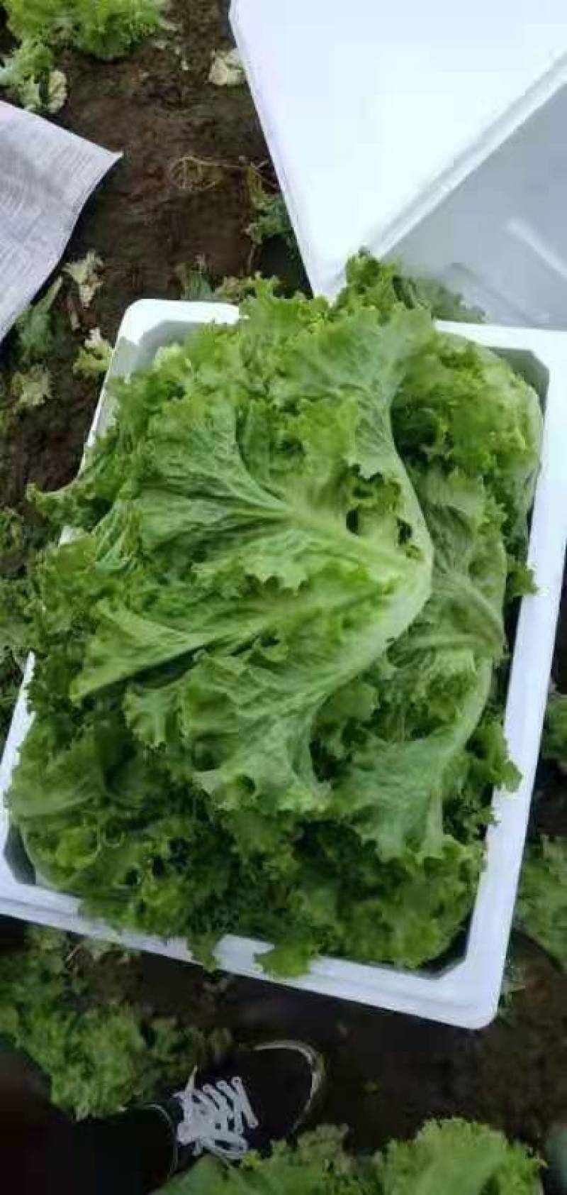 新民市方巾牛万亩大棚四季供应产地直销新生菜，欢迎前来选购
