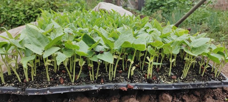 粗纤维育苗基质营养土烟草辣椒蔬菜中药材专用