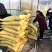 粗纤维育苗基质营养土烟草辣椒蔬菜中药材专用