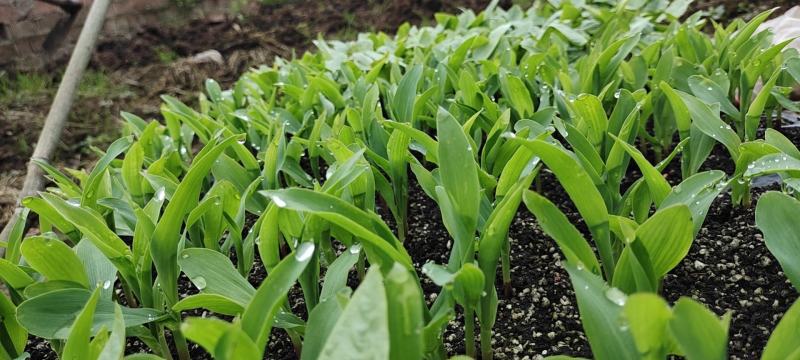 粗纤维育苗基质营养土烟草辣椒蔬菜中药材专用