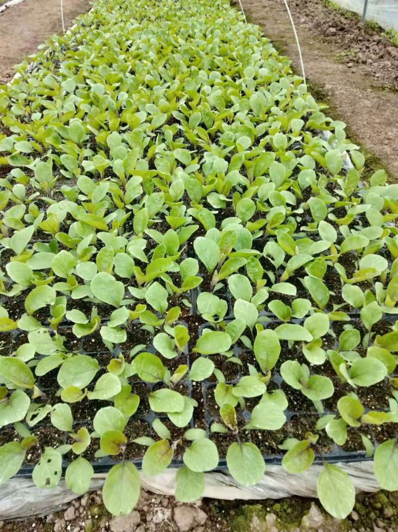 粗纤维育苗基质营养土烟草辣椒蔬菜中药材专用