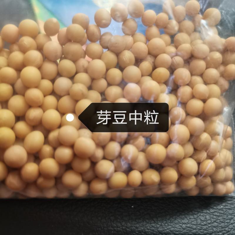 25年芽豆芽苗豆小金黄白皮东升豆洪峰系列小粒小中粒芽苗豆