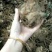 大量收购鲜白术300吨以质论价，种植户请联系