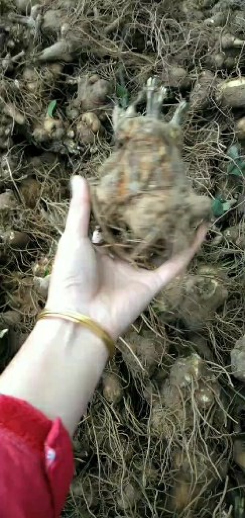大量收购鲜白术300吨以质论价，种植户请联系