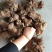 大量收购鲜白术300吨以质论价，种植户请联系