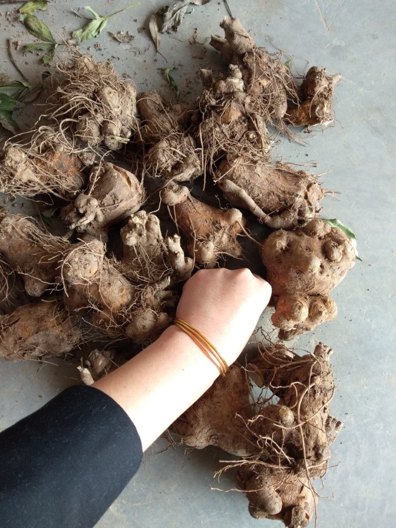 大量收购鲜白术300吨以质论价，种植户请联系