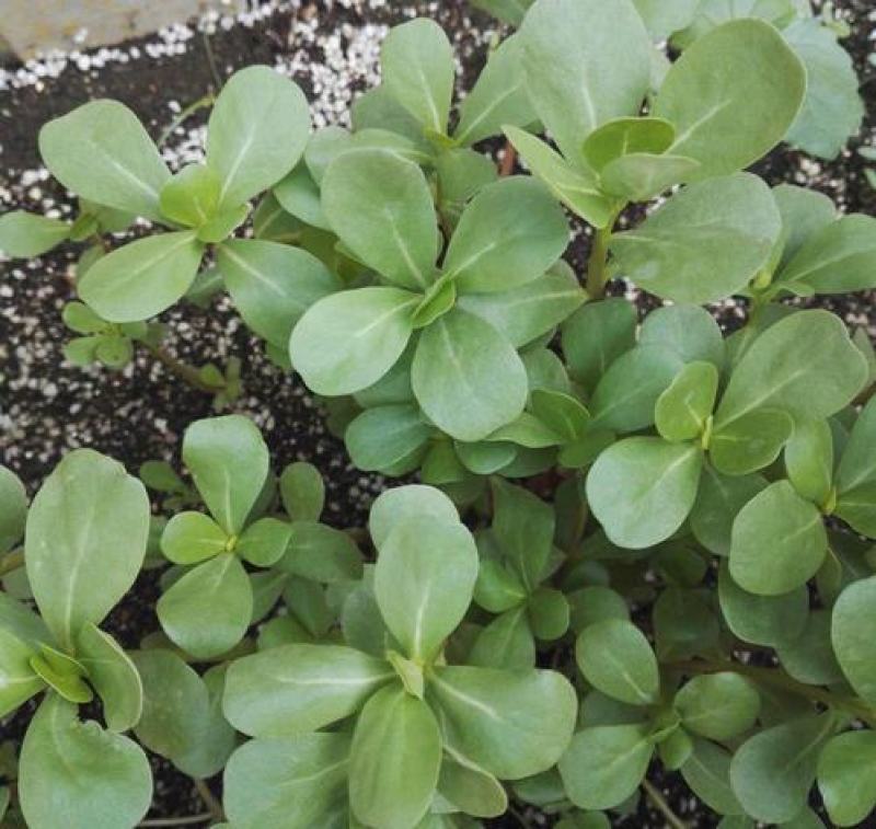 马齿笕种子野菜马齿菜种子食用蔬菜长寿菜可庭院阳台种植