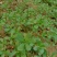 马齿笕种子野菜马齿菜种子食用蔬菜长寿菜可庭院阳台种植