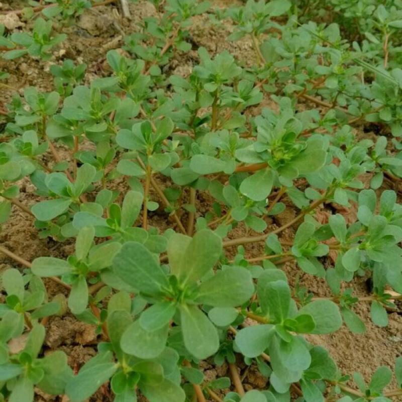 马齿笕种子野菜马齿菜种子食用蔬菜长寿菜可庭院阳台种植