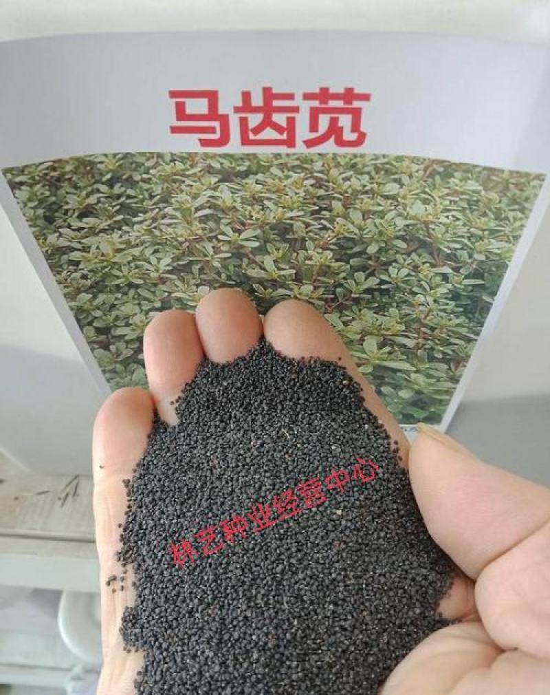 马齿笕种子野菜马齿菜种子食用蔬菜长寿菜可庭院阳台种植