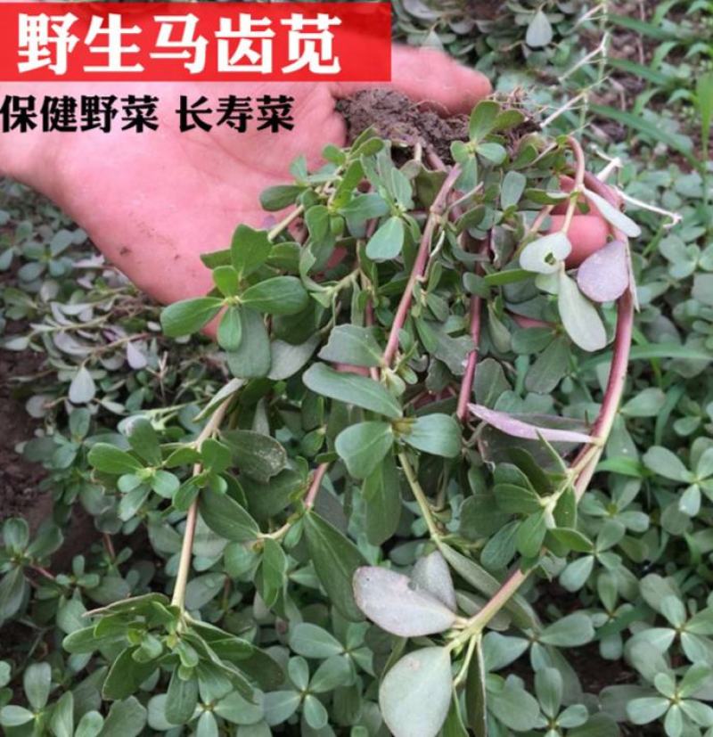 马齿笕种子野菜马齿菜种子食用蔬菜长寿菜可庭院阳台种植