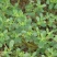 马齿笕种子野菜马齿菜种子食用蔬菜长寿菜可庭院阳台种植