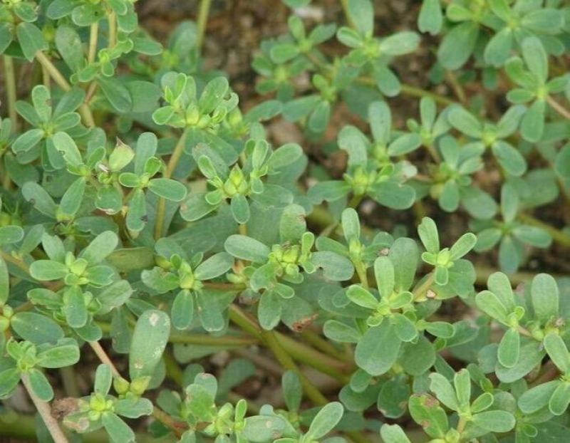 马齿笕种子野菜马齿菜种子食用蔬菜长寿菜可庭院阳台种植
